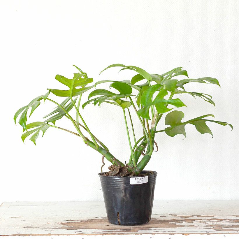 モンステラミニマ（姫モンステラ）植え替え向き苗：育て方付き