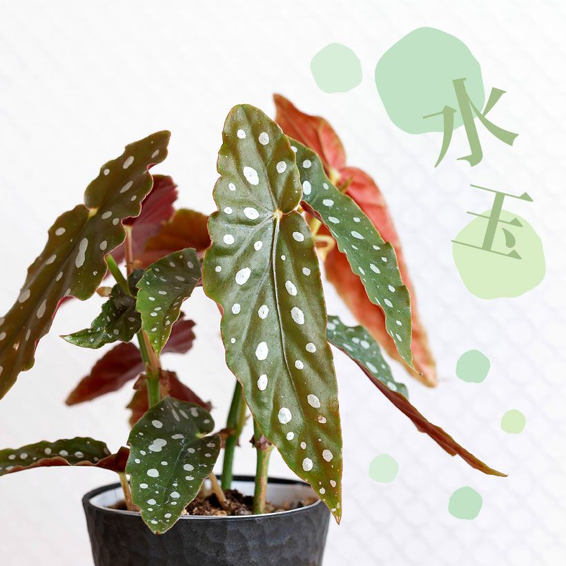 000000008026-01.jpg?size=l&w=