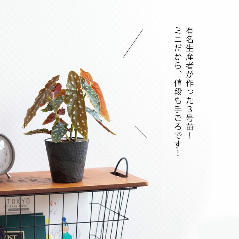 000000008026-02.jpg?size=l&w=