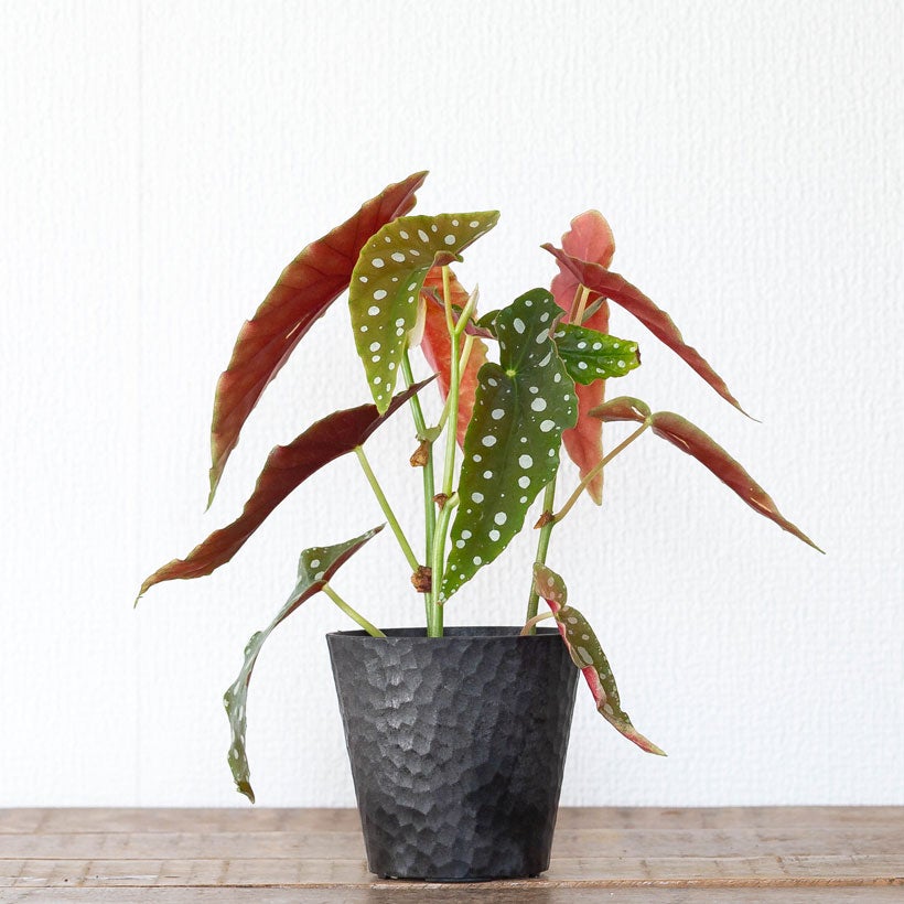 ベゴニア「マクラータ」水玉（ドット）柄人気種3本挿しポット苗