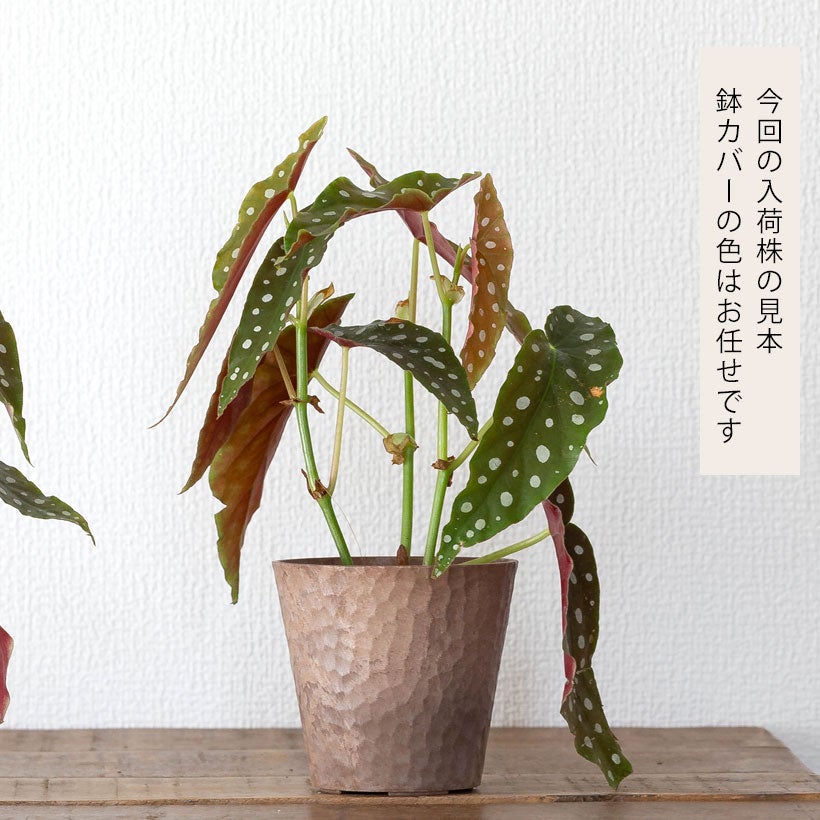 ベゴニア「マクラータ」水玉（ドット）柄人気種3本挿しポット苗