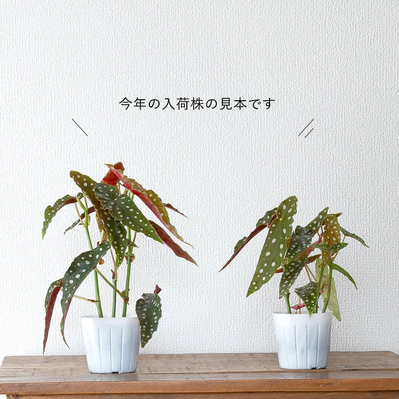 ベゴニア「マクラータ」水玉（ドット）柄人気種3本挿しポット苗