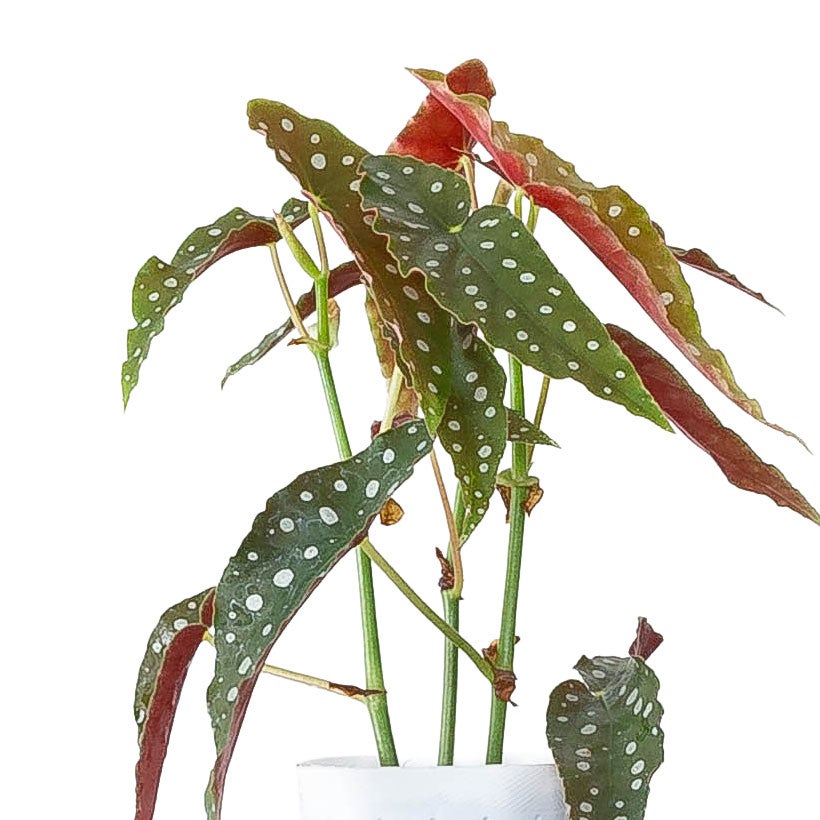 ベゴニア「マクラータ」水玉（ドット）柄人気種3本挿しポット苗