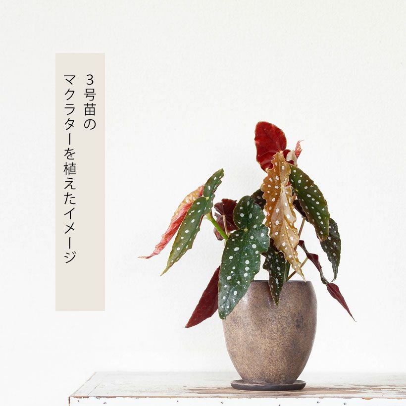 ブラウン縦長面長｜和モダン・セラミック植木鉢