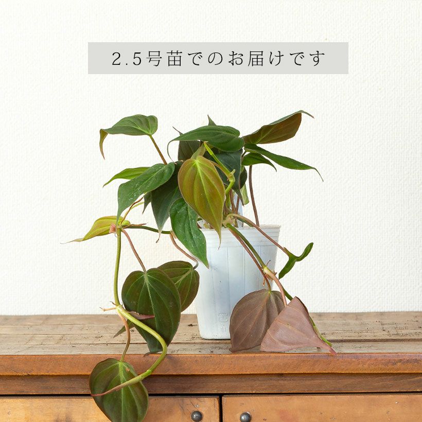 フィロデンドロンミカンス｜ベルベット質感のツル性リーフ植物