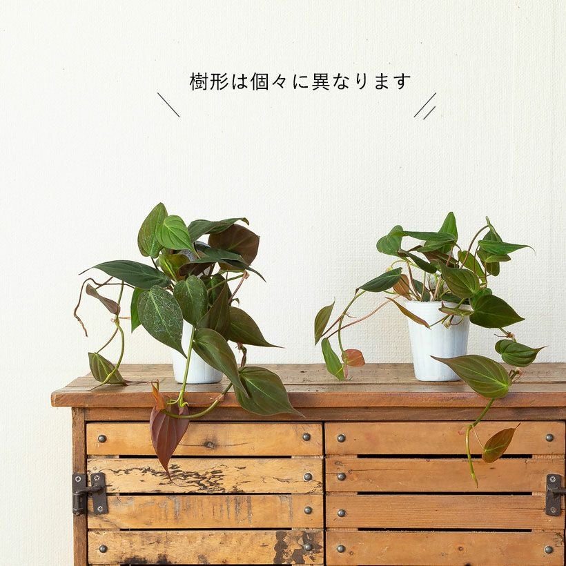 フィロデンドロンミカンス｜ベルベット質感のツル性リーフ植物