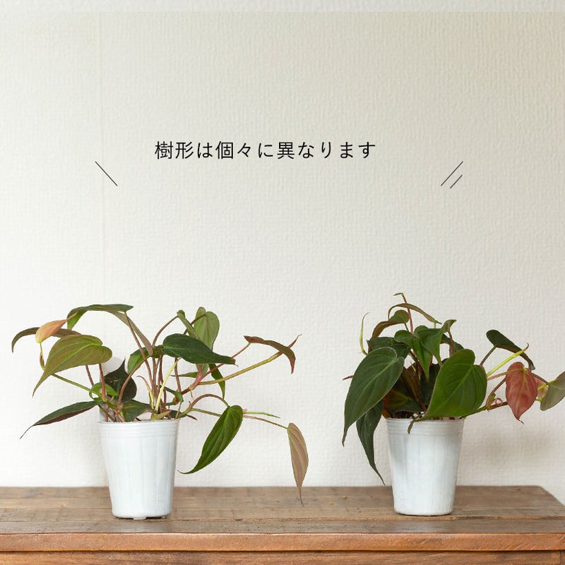 つる性植物