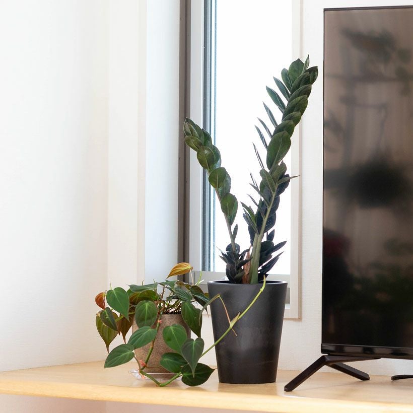 フィロデンドロンミカンス｜ベルベット質感のツル性リーフ植物