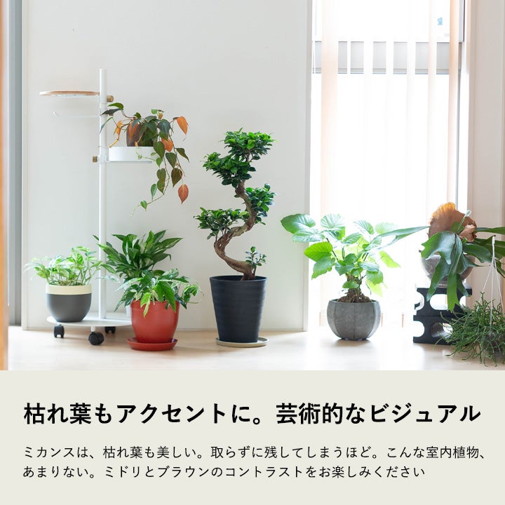 ミカンスを吊り鉢で楽しむイメージ