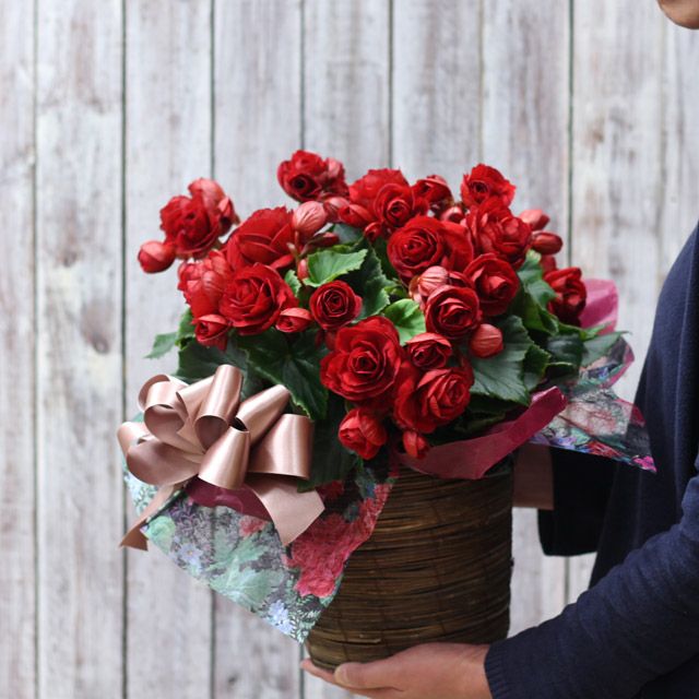 送料無料・母の日ギフト】薔薇をも超える美しさ。 開花期間が