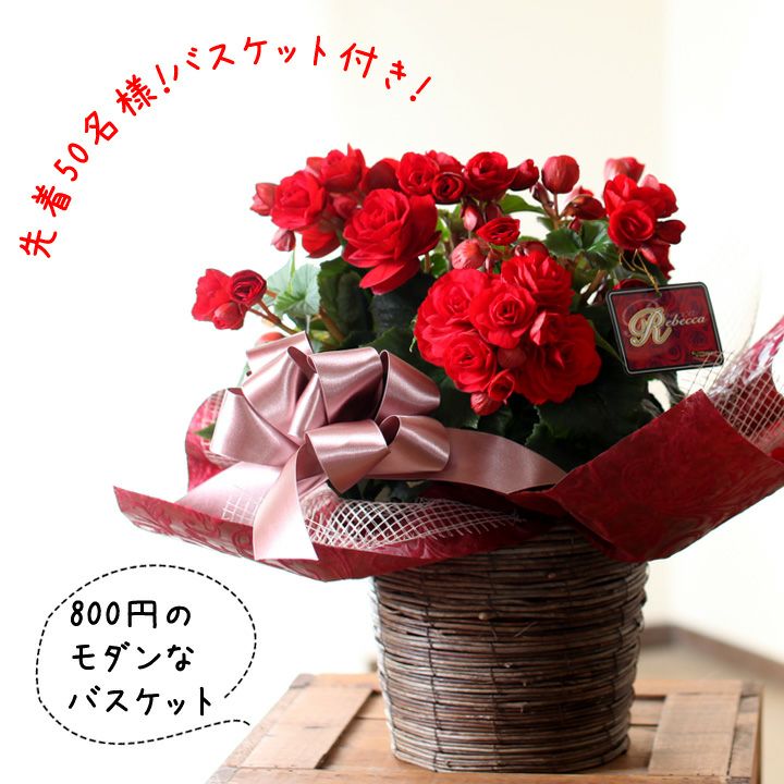 送料無料・母の日ギフト】薔薇をも超える美しさ。 開花期間が
