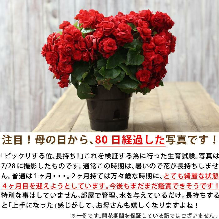 送料無料・母の日ギフト】薔薇をも超える美しさ。 開花期間が