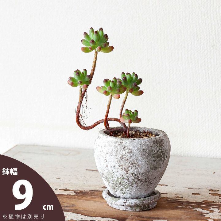 2.5号植物の植え替えに！アンティークセメントプランター白