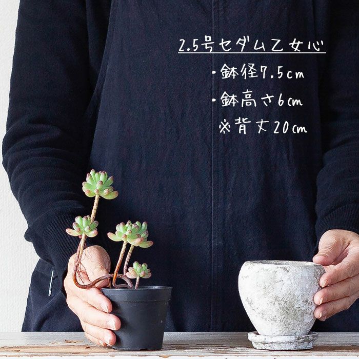 2.5号植物の植え替えに！アンティークセメントプランター白