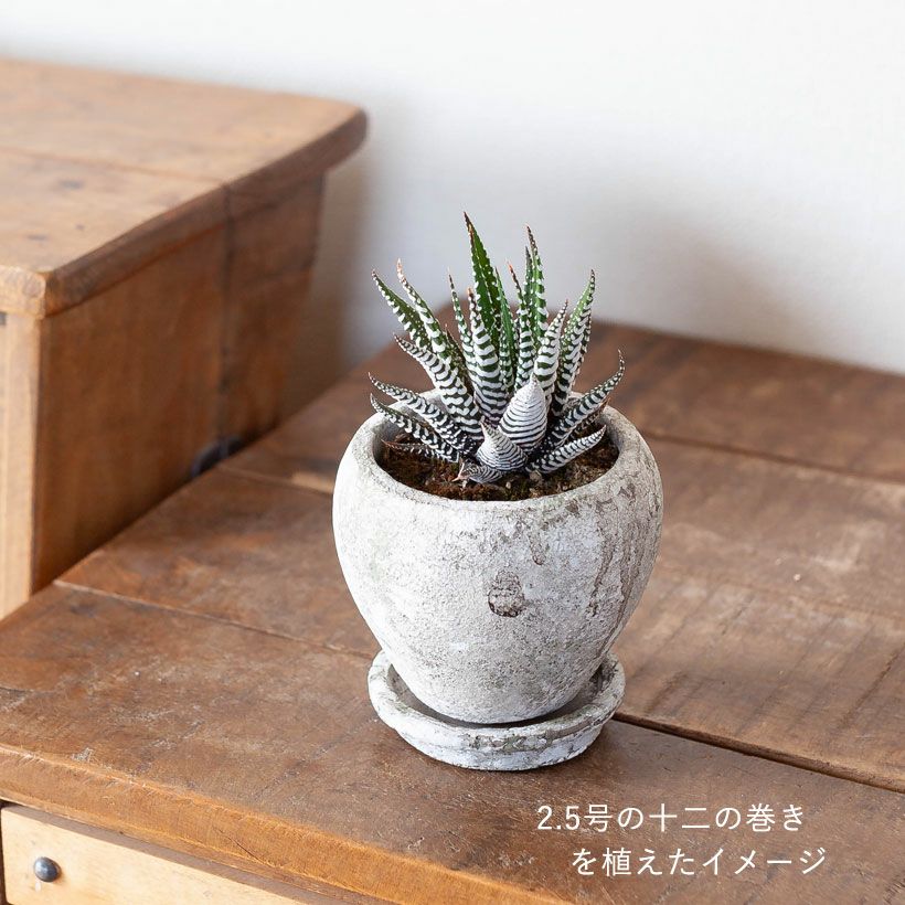 2.5号植物の植え替えに！アンティークセメントプランター白