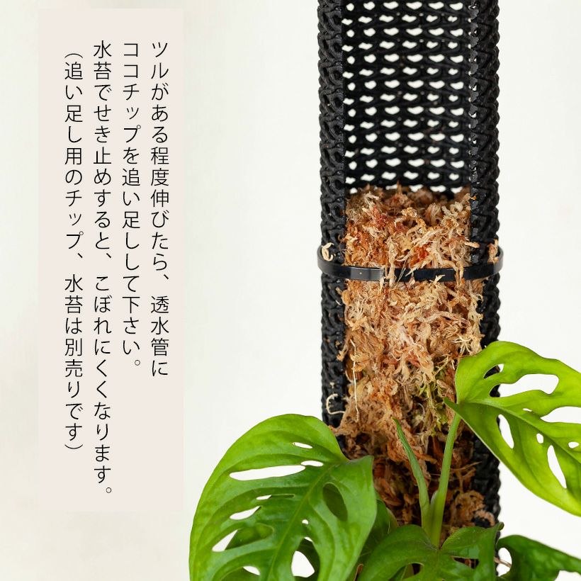マドカズラ（モンステラオブリクア）登り棒の陰掛け仕立て