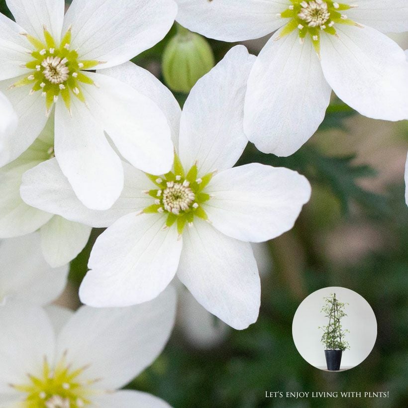 クレマチスカートマニージョー常緑春咲き白花｜小型で鉢植え向き