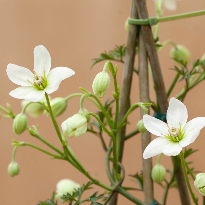 クレマチスカートマニージョー常緑春咲き白花｜小型で鉢植え向き