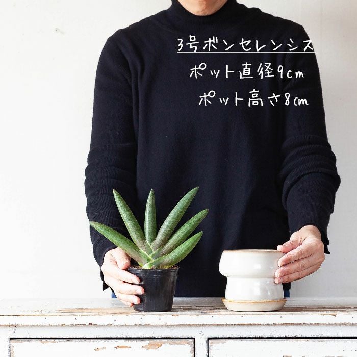 マッシュルームの様な植木鉢｜形や色が個性的で可愛い鉢