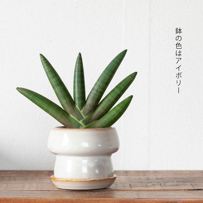 マッシュルームの様な植木鉢｜形や色が個性的で可愛い鉢