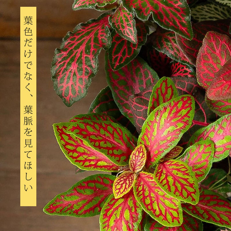 フィットニアの種類