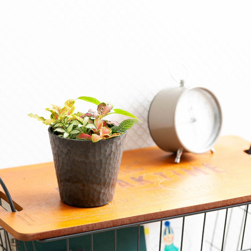 フィットニア｜ピンク葉など5種類の寄せ植え：育て方付きe-花屋