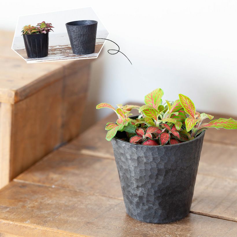 フィットニア｜ピンク葉など5種類の寄せ植え：育て方付きe-花屋