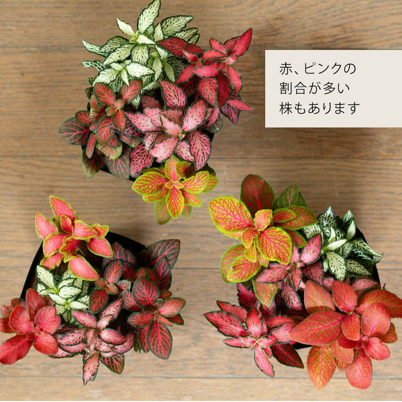 フィットニア｜ピンク葉など5種類の寄せ植え：育て方付きe-花屋