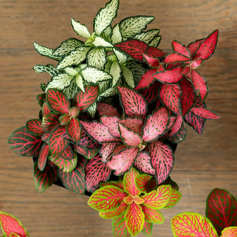 フィットニア｜ピンク葉など5種類の寄せ植え：育て方付きe-花屋