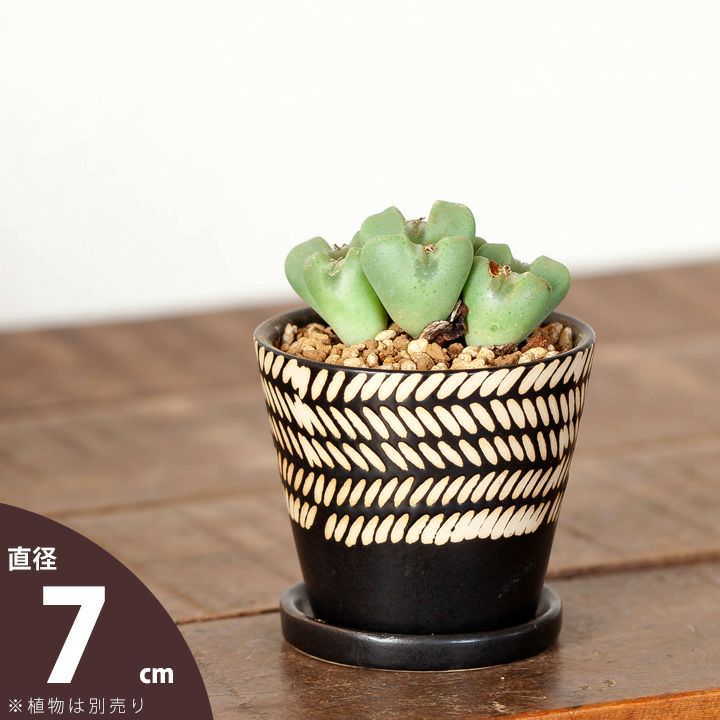 Top【選抜株】多肉植物　360006シニャ　20個　鉢無し/脱土 アジアンテイスト小さい多肉向けの植木鉢｜アロエ、リトープスに