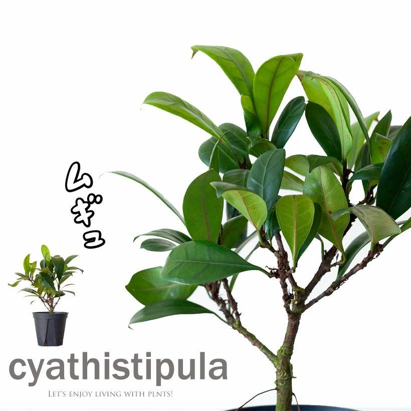 キアティスティプラ流通少ないフィカス（ゴムの木）育て方付き