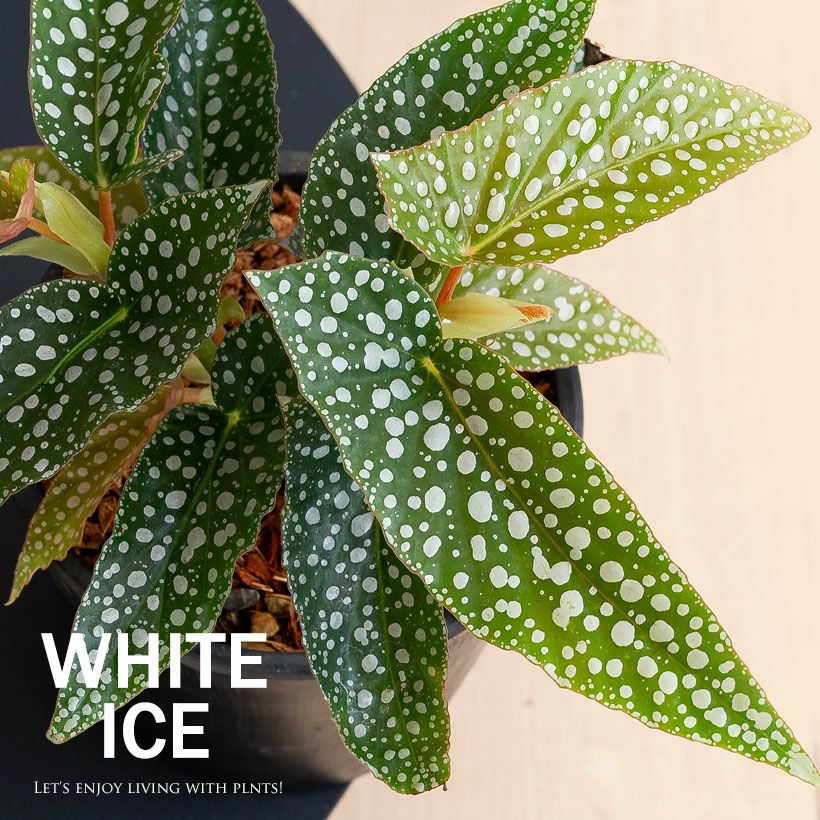 000000008172-01.jpg?size=l&w=