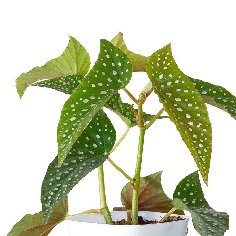 000000008172-02.jpg?size=l&w=