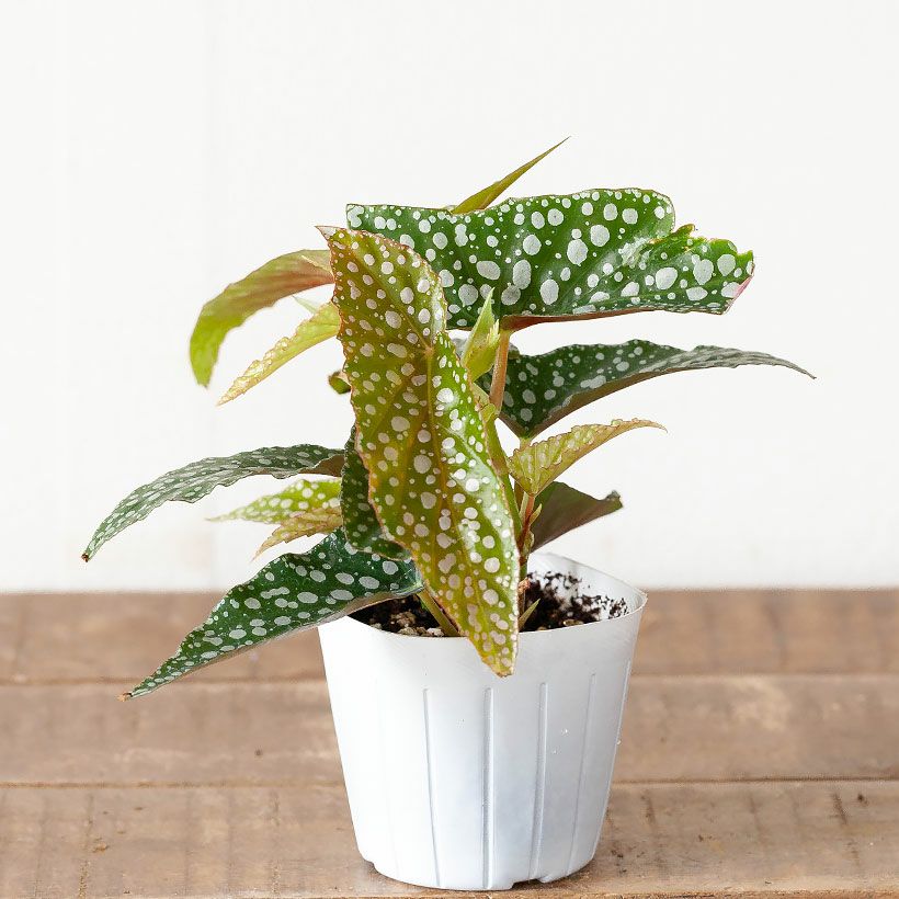 000000008172-03.jpg?size=l&w=