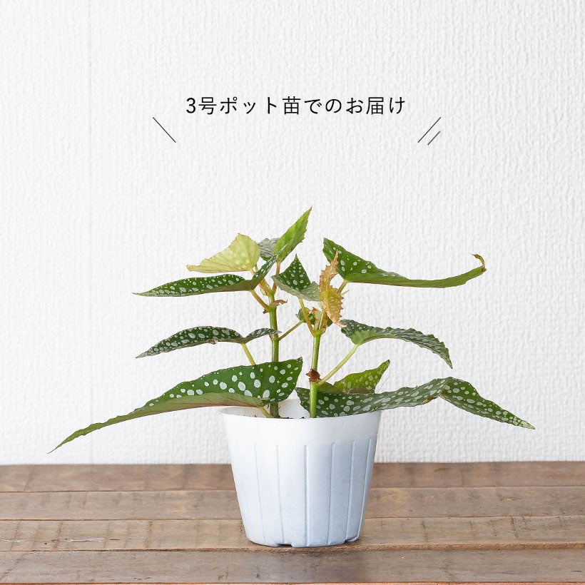 ベゴニア「ホワイトアイス」水玉（ドット）柄人気種2本挿しポット苗