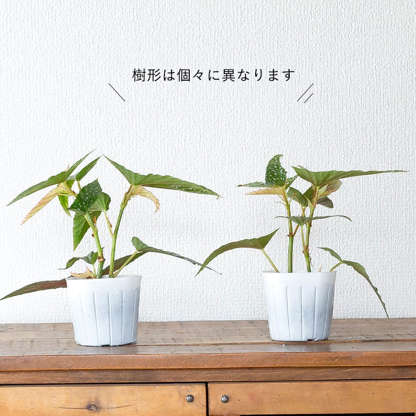 ベゴニア「ホワイトアイス」水玉（ドット）柄人気種2本挿しポット苗