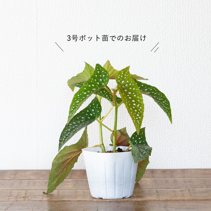 ベゴニア「ホワイトアイス」水玉（ドット）柄人気種2本挿しポット苗
