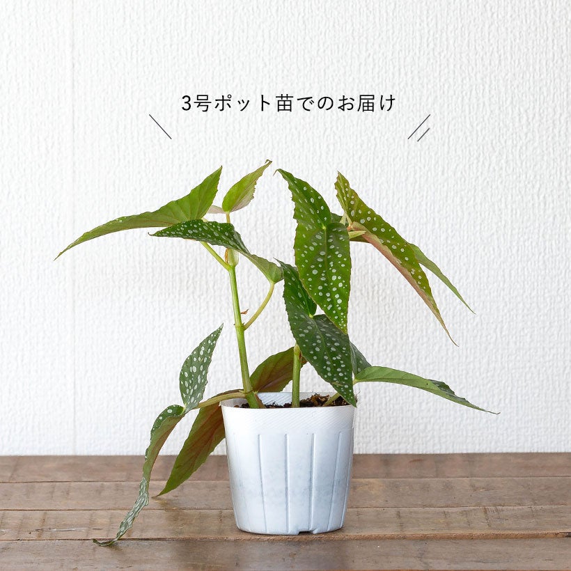 ベゴニア「ホワイトアイス」水玉（ドット）柄人気種2本挿しポット苗