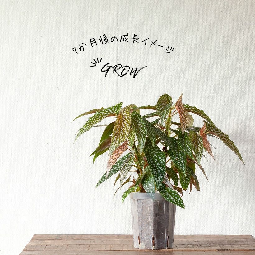 000000008172-21.jpg?size=l&w=