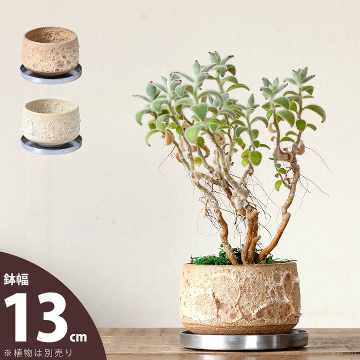 3号鉢、3.5号鉢、4号鉢サイズ｜おしゃれ植木鉢（ポット）67種