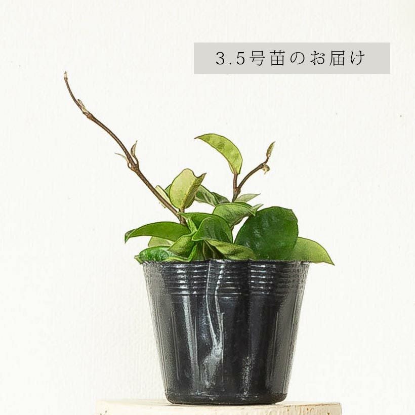 ホヤカルノーサ「クリンクルエイト」ゴツ葉、大きな花咲く品種