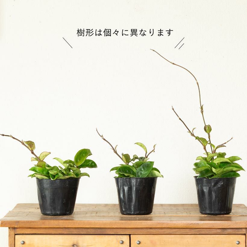 ホヤカルノーサ「クリンクルエイト」ゴツ葉、大きな花咲く品種