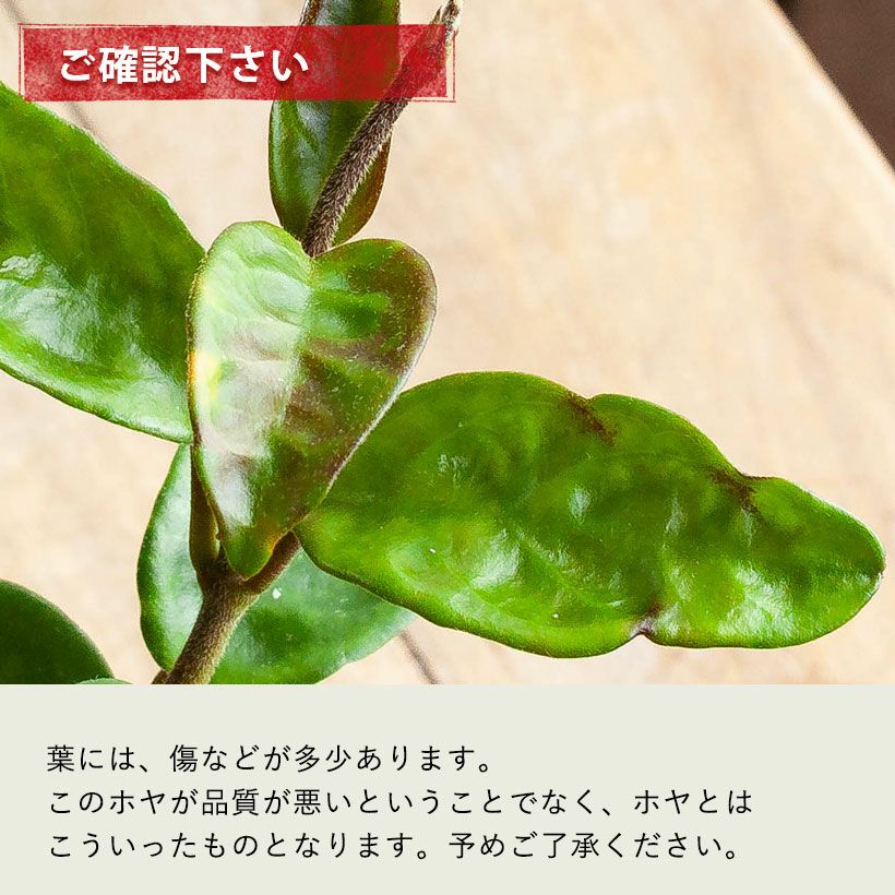ホヤカルノーサ「クリンクルエイト」ゴツ葉、大きな花咲く品種