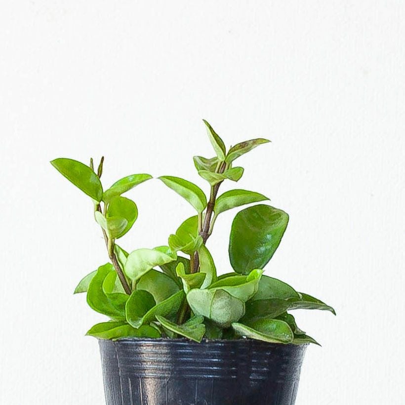 ホヤカルノーサ「クリンクルエイト」ゴツ葉、大きな花咲く品種