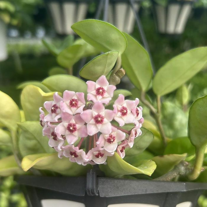 ホヤカルノーサ「クリンクルエイト」ゴツ葉、大きな花咲く品種