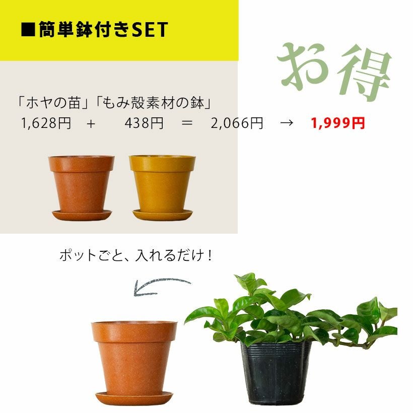 ホヤカルノーサ「クリンクルエイト」ゴツ葉、大きな花咲く品種
