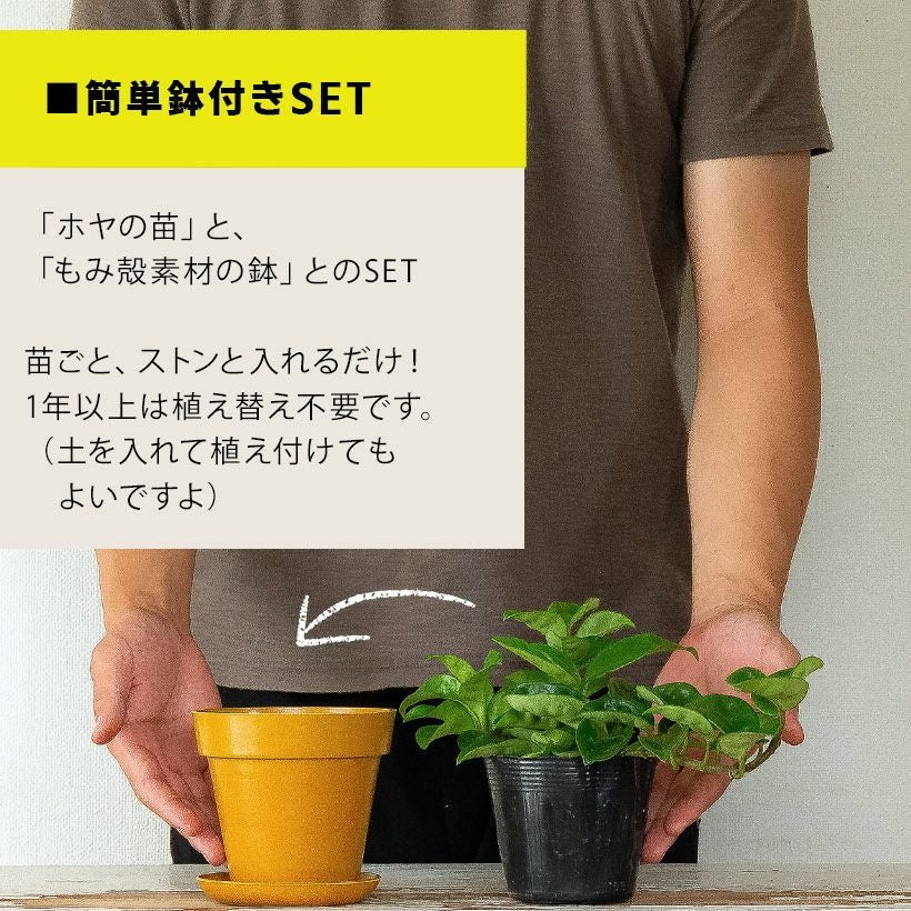 ホヤカルノーサ「クリンクルエイト」ゴツ葉、大きな花咲く品種