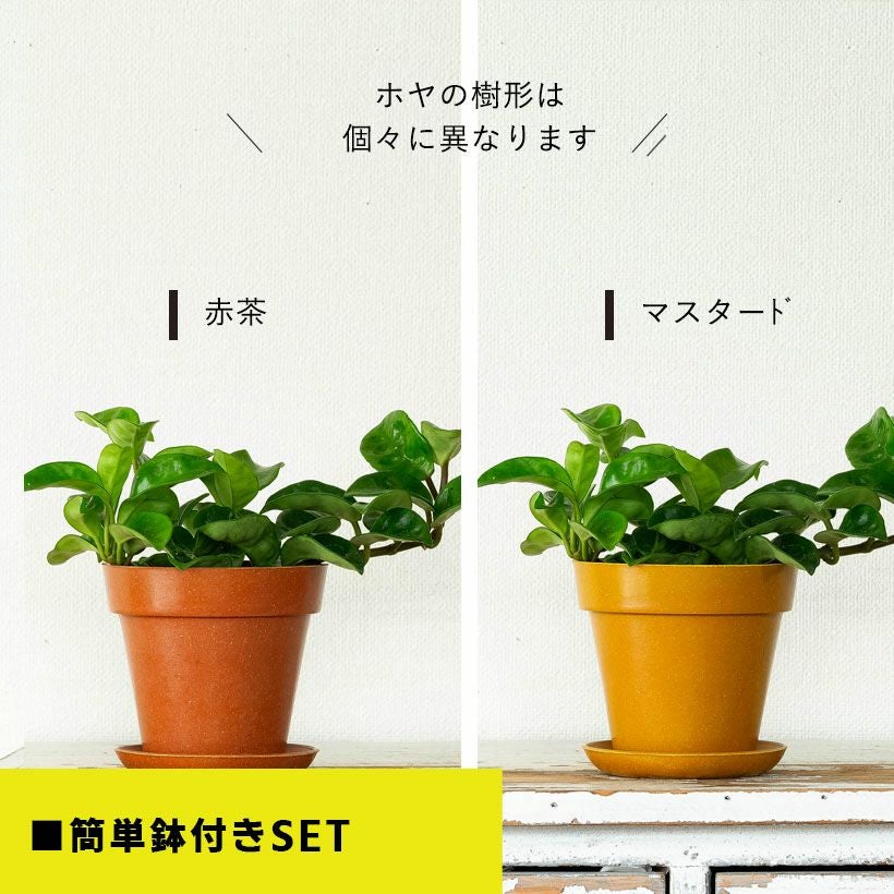 ホヤカルノーサ「クリンクルエイト」ゴツ葉、大きな花咲く品種