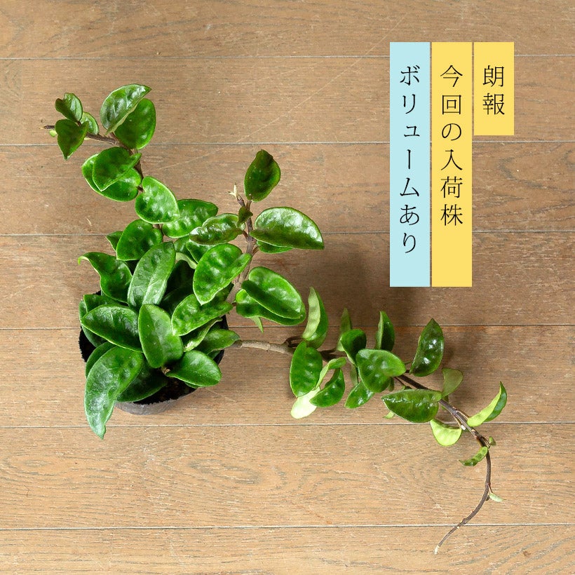 ホヤカルノーサ「クリンクルエイト」ゴツ葉、大きな花咲く品種