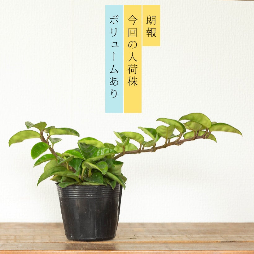 ホヤカルノーサ「クリンクルエイト」ゴツ葉、大きな花咲く品種